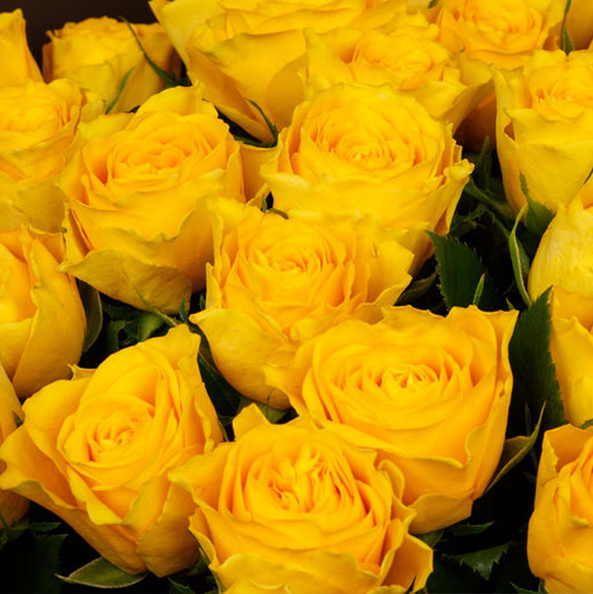 Didelės geltonos rožių puokštės internetu