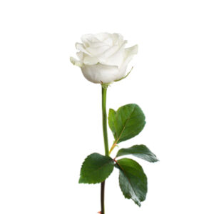 Balta rožė