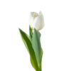 Balta tulpė