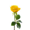 Geltona rožė