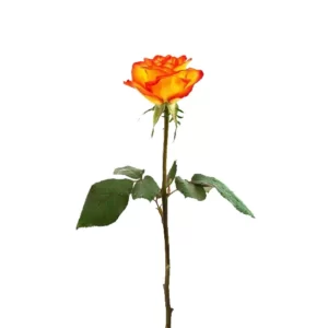 Oranžinė rožė